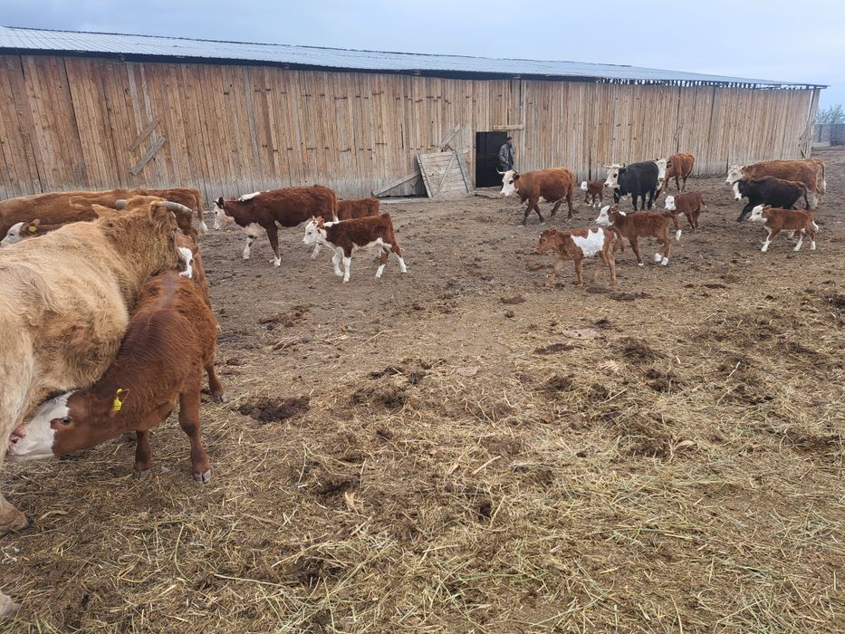 Коровы с  телятоми