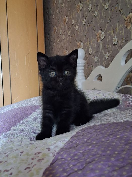 Котики бриташки с документами