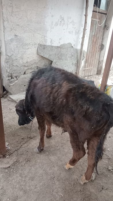 Телята на откорм