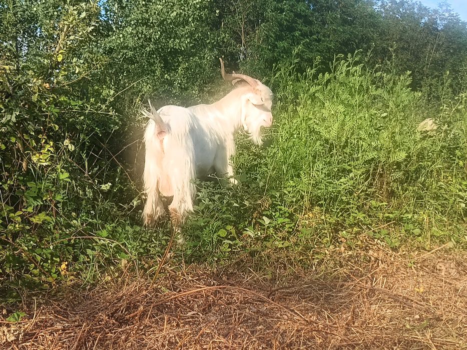 Țap saanen, vârstă 1 an jumate