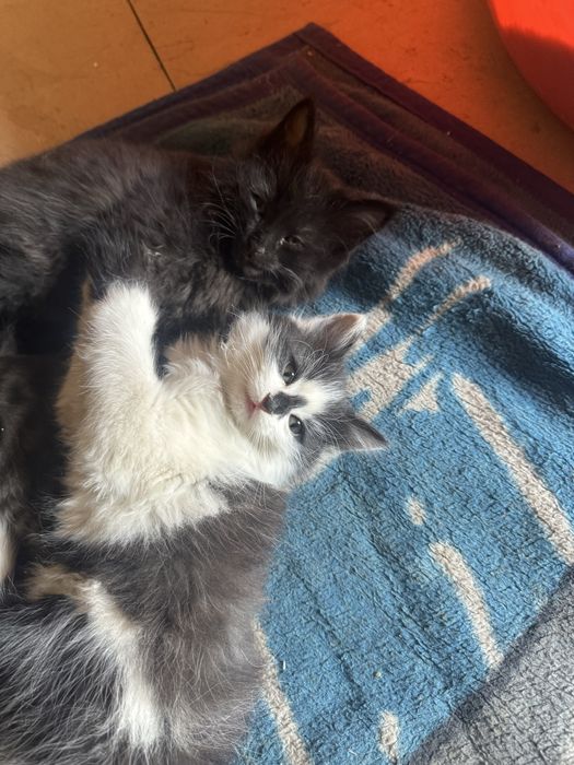 Котята турецкой ангоры, отдадим в хорошие руки