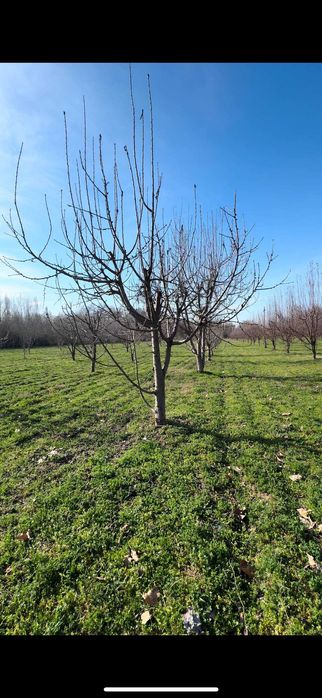 Chorvachilik Dexqonchilik