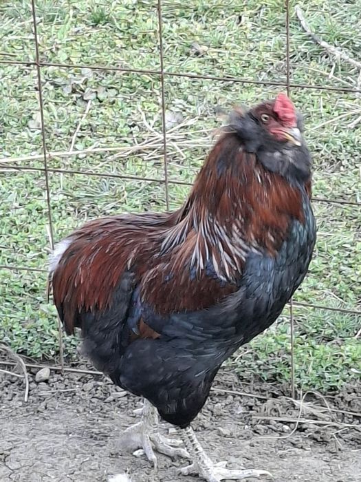Cocoși  Araucana