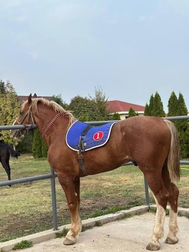 Айғыр сатылады 8 жасар