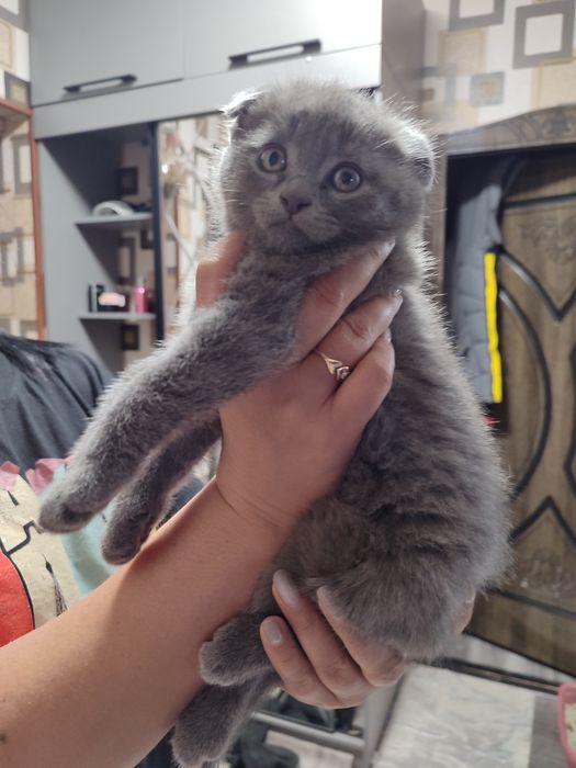 Породистый котёнок