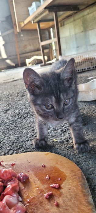 Котята  мальчики