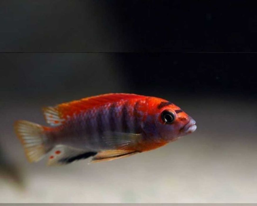 Цихлиды - Кимпума  ред