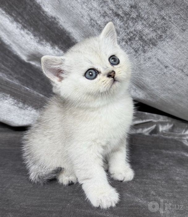 British Shorthair шиншилла