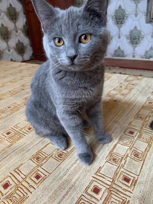 Mushuklar sotuvda