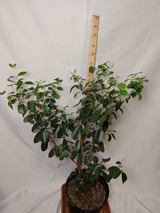 Фейхоа - комнатные плодовые экзоты