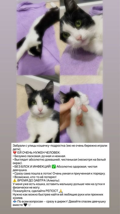 Чистоплотная кошка подросток