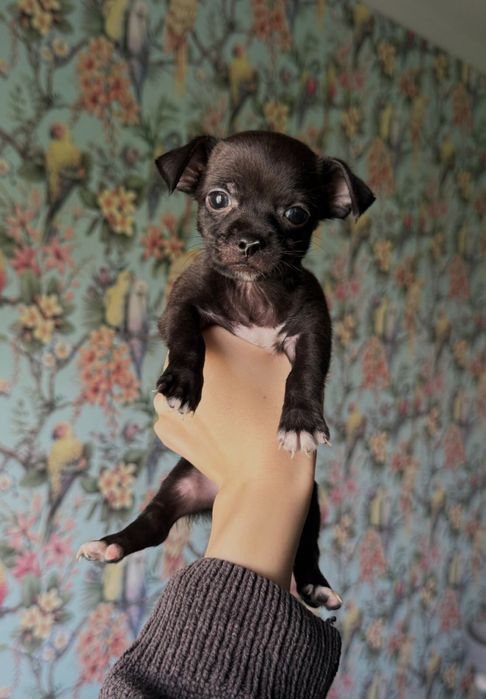 Чихуахуа мальчик