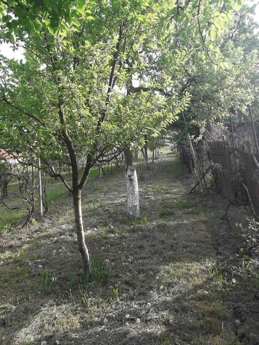 Vând casă cu teren 33 ari în Satu Mare zona Barițiu