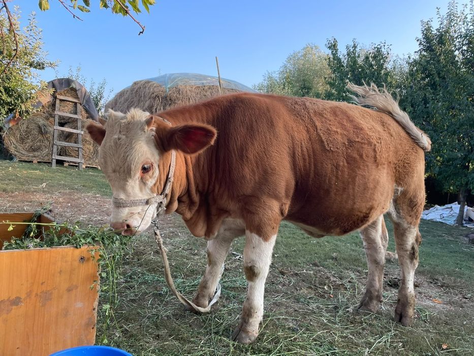 Vând vițică rasă bălțată românească