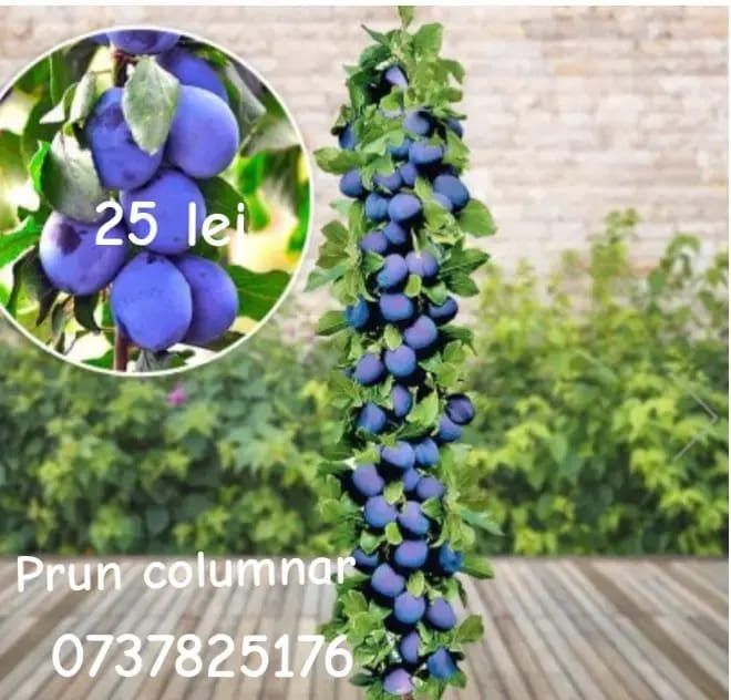 Vând pomi fructiferi columnari