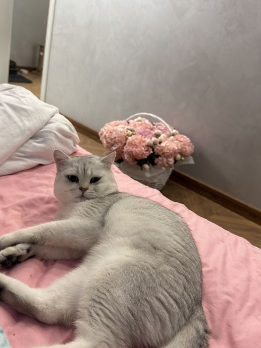 вязка кот шиншила