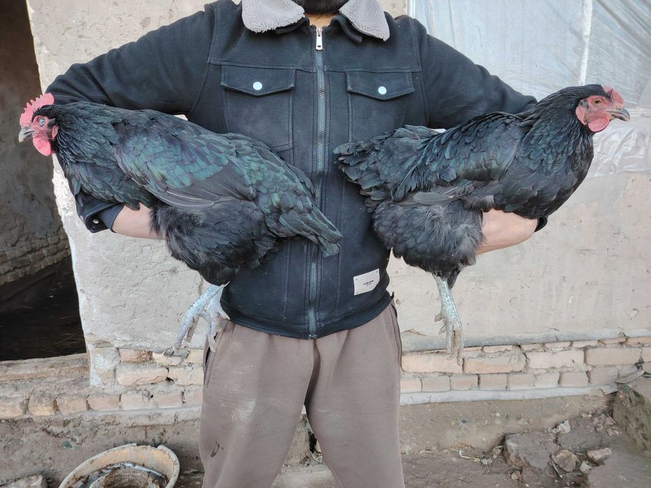 Gigan qora shaxzoda tuxumlari, jojalari sotiladi. Urganchda
