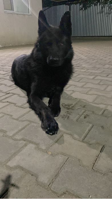 Вязка Кабель 6 лет. Бесплатно.