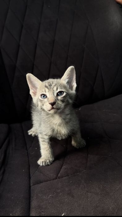 Котята сфинксы (сфинкс- браш)