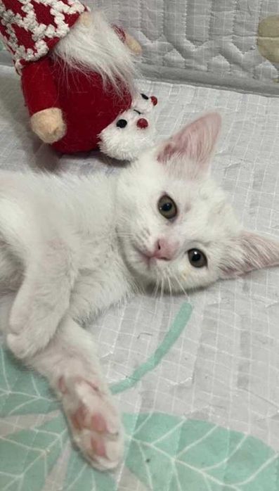 Белоснежный котик ищет дом