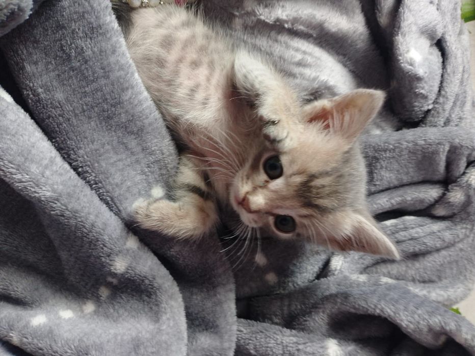 Отдам котенок крысолов