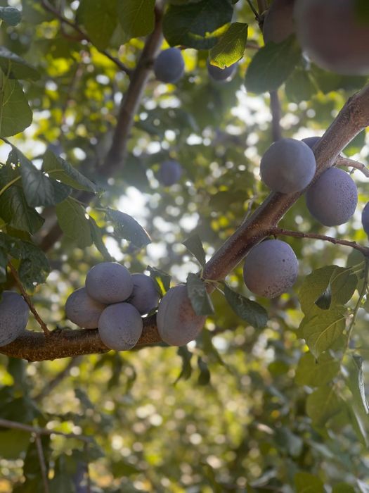 Prune de vazare - Mai multe soiuri, atat de masa cat si  pentru tuica