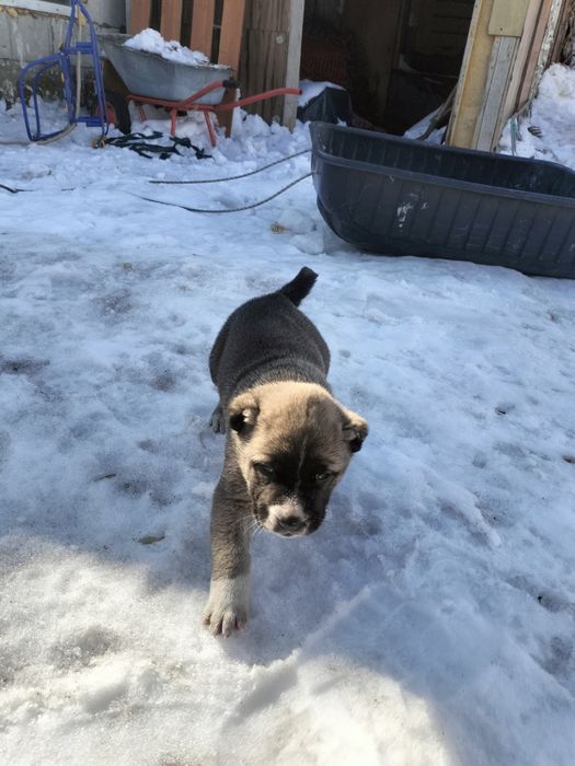 Щенки алабай суки