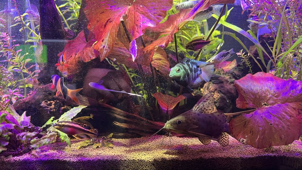 Продам авкариум.