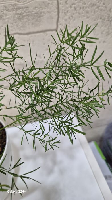 Аспарагус Шпренгера