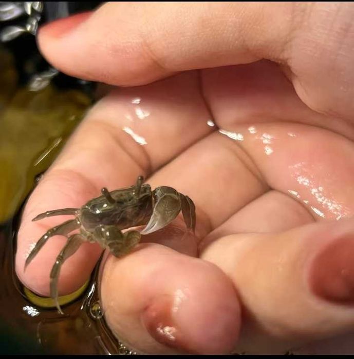 Чилийские крабики