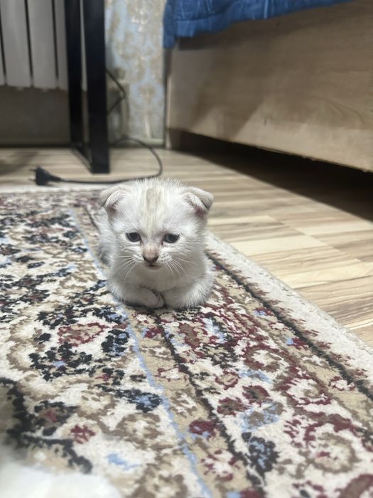 котята  мальчик девочка