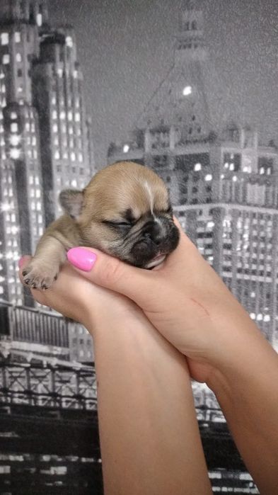 Сладкие булочки Французский бульдог