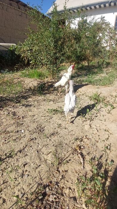 1+1 Ko shamo sotiladi