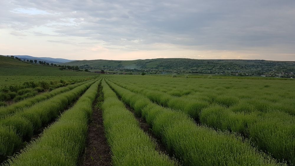 Vand ulei Lavanda 250 Lei/L