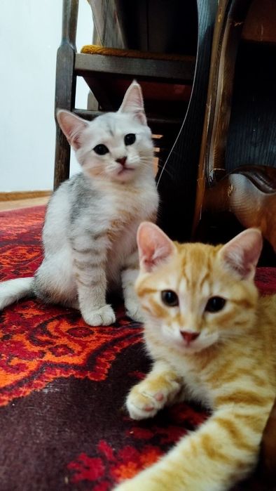 Продаются котята