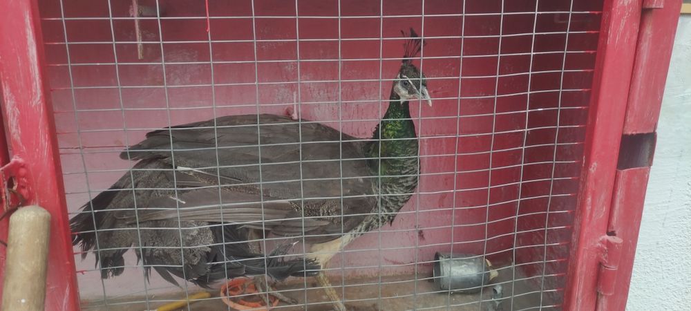 Продам павлина!!