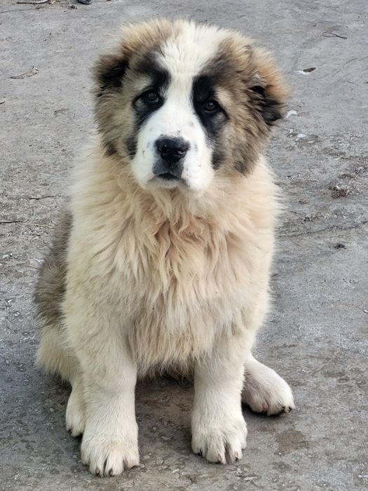 Щенки бойцовые..