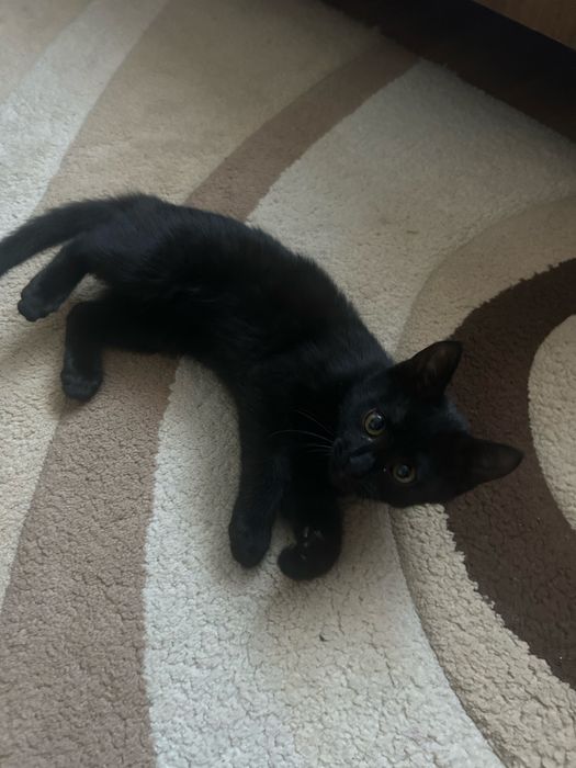 Отдадим котят в хорошие руки .