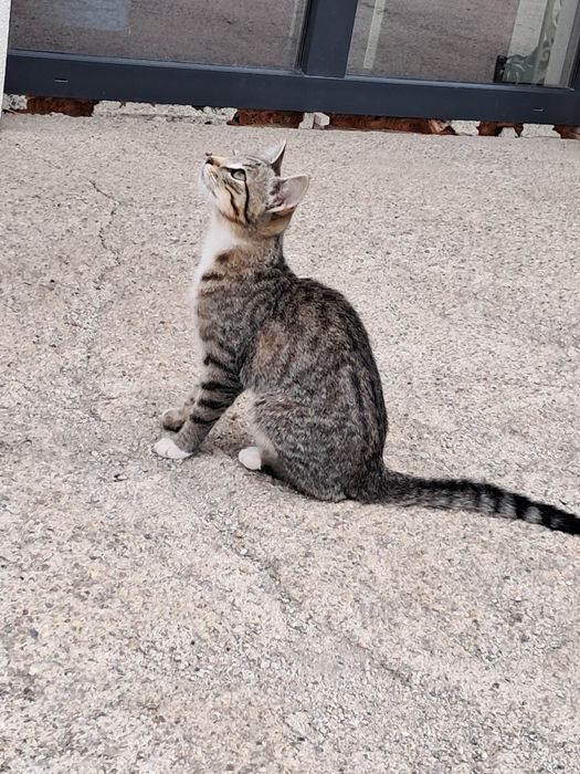 Donez pui pisica