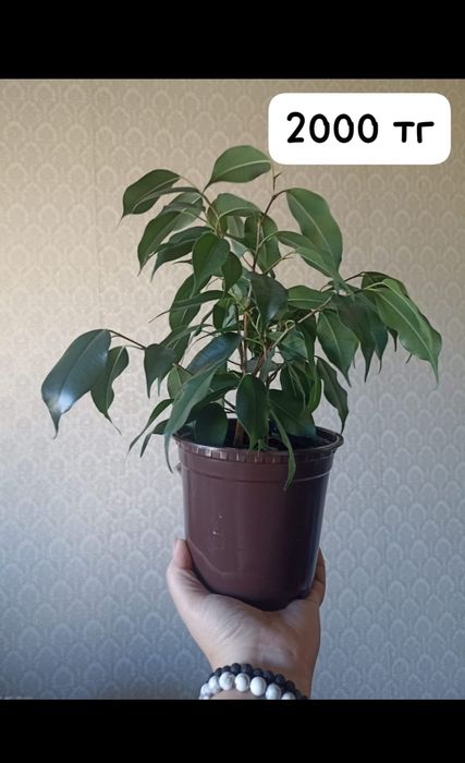 Продам домашние цветы