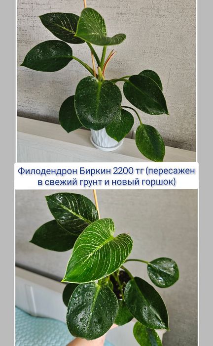 Гастерия суккуленты комнатные цветы