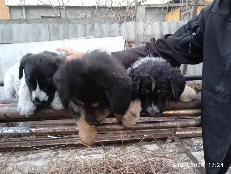 Отдам щенят в хорошие руки