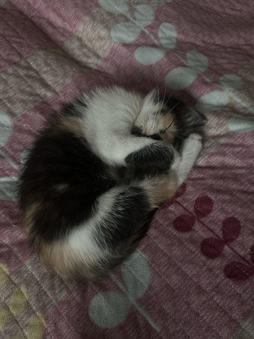 котенок Ерке, 5 месяцев