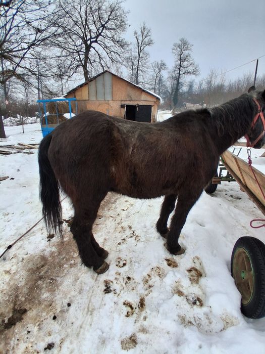 Vând cal garantat de tras