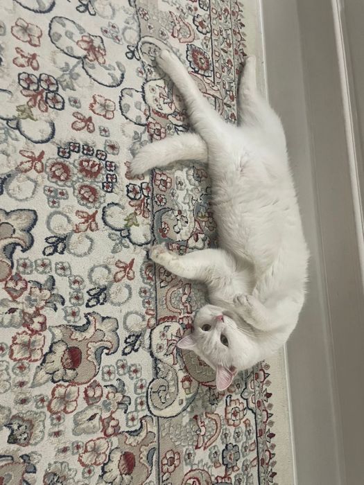 Котенок-мальчик , 9 месяцев