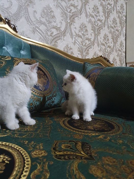 Assalomu alekum shinshilla mushugi tozza parodasi