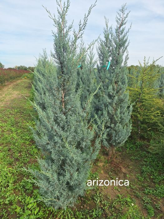 Amenajări grădini de la A la Z plante ornamentale