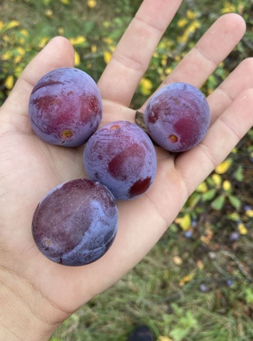 Vând prune pentru țuică