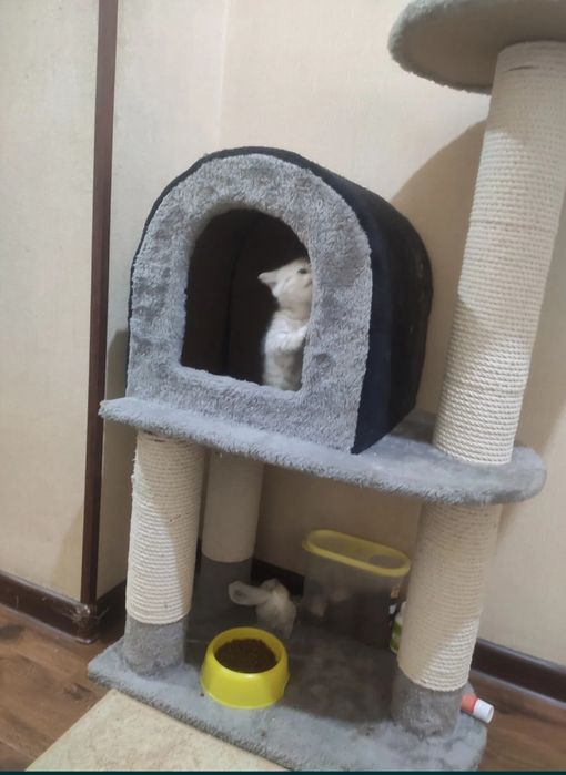 Когтеточки на заказ для кошек