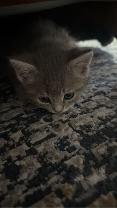 Отдам котенка 1 месяц